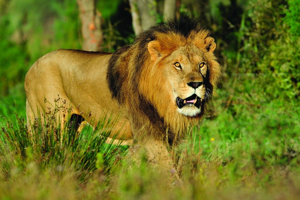Lion à la Réserve Africaine de Sigean