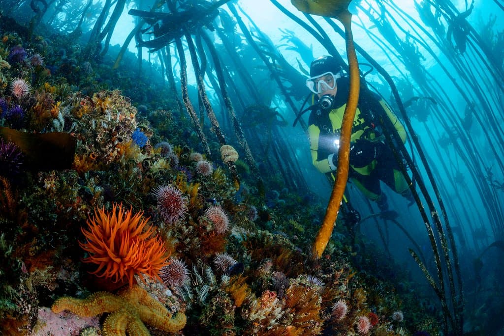 Our stunning kelp forest - well worth diving!