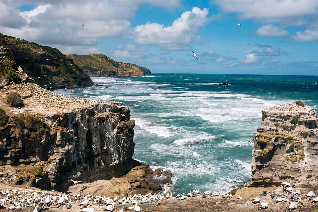 Cape Kidnappers Gannet Colony