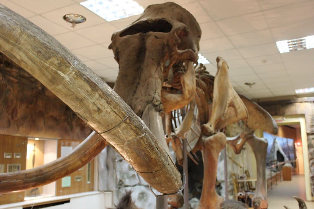 Центральным экспонатом зала является скелет Тирехтяхского мамонта.
Скелет мамонта жившего примерно 30 тыс. лет назад был найден охотником Христофором Стручковым в 1970 г. на правом притоке Индигирки – речке Тиряхтях.
В результате раскопок, произведенных летом 1971 г. экспедицией Института геологии Якутского филиала СО АН СССР, из мерзлых грунтов был извлечен почти полный скелет и свернутый на черепе кусок кожи.
Скелет Тирехтяхского мамонта является одним из наиболее крупных в мире.