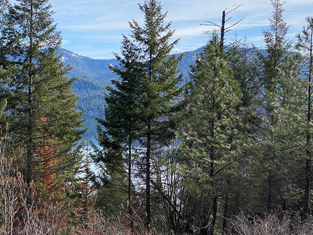 Relaxing walk with our 3 dogs.