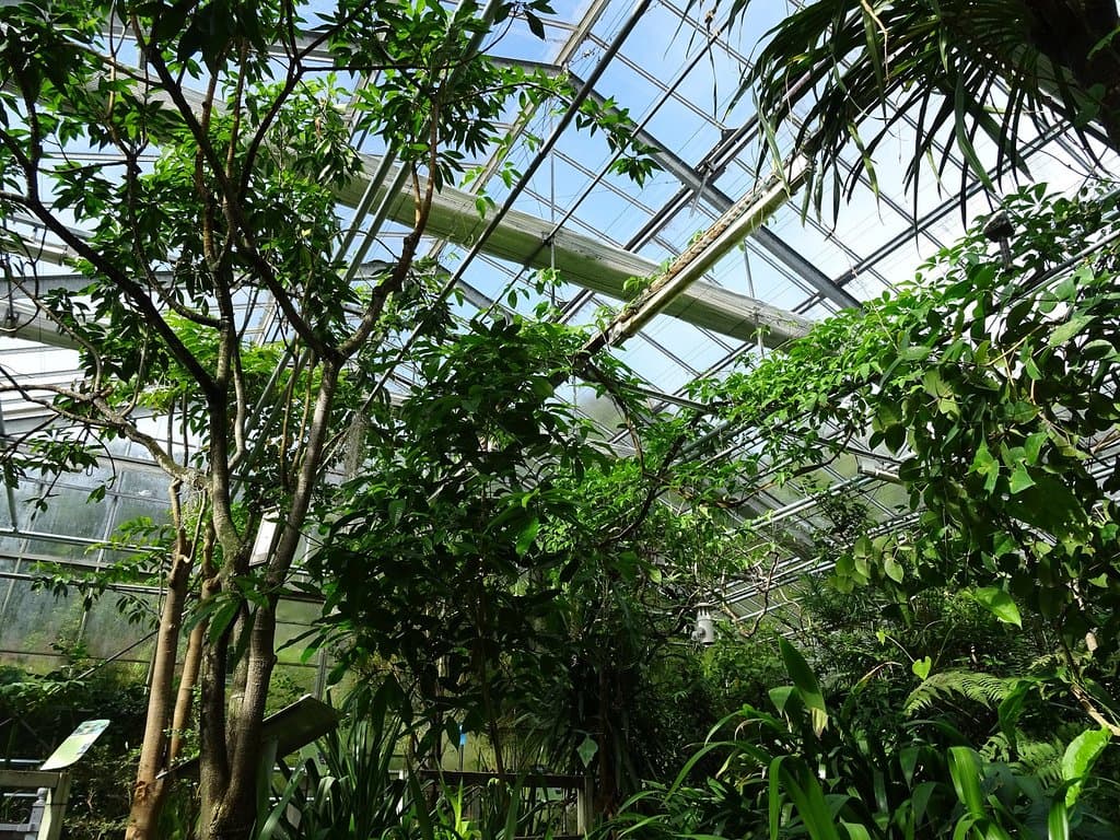 Serres tropicales : espace forêts tropicales humides.