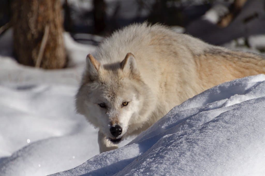Northern Lights Wildlife Wolf Centre