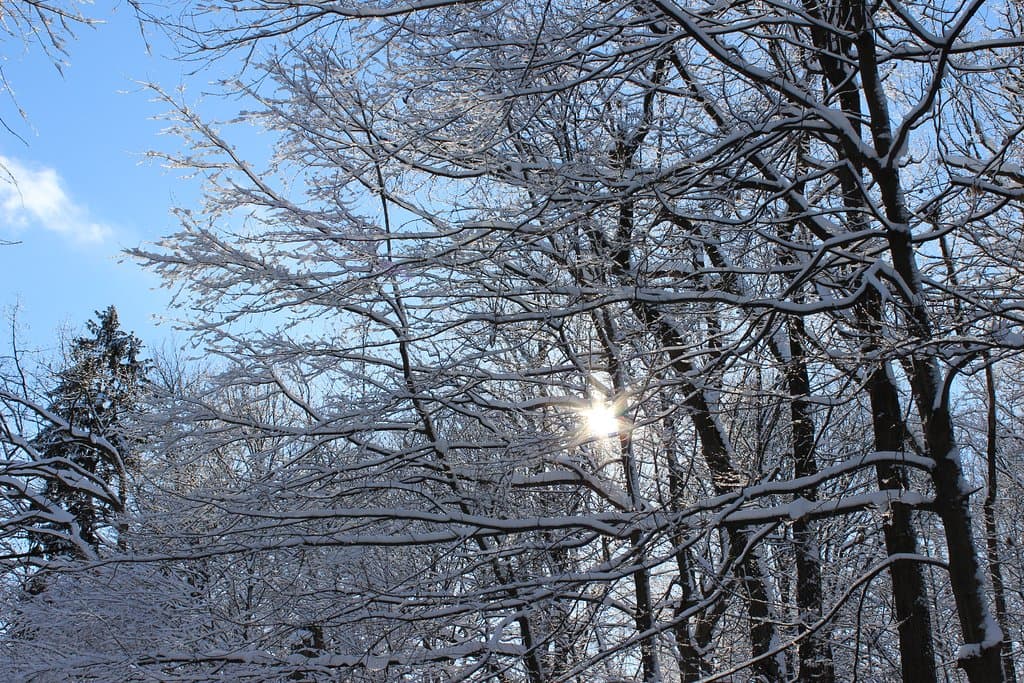 Park in winter