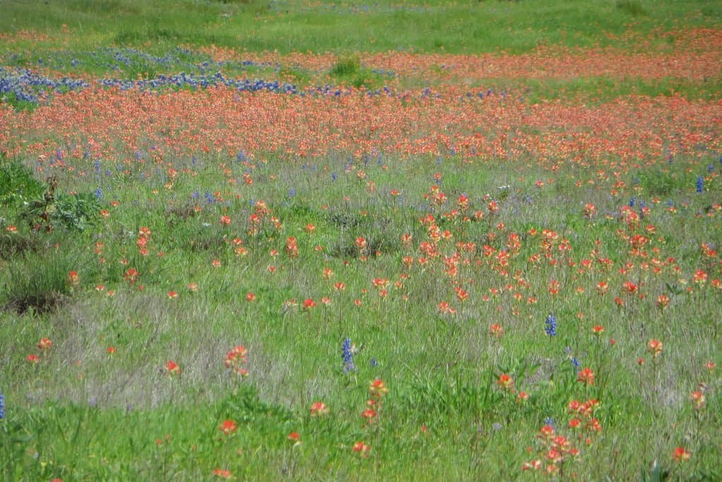 Mayfest Park, Bastrop, TX, March 2020