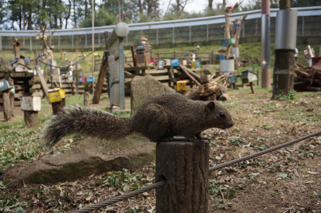 Machida Squirrel Garden