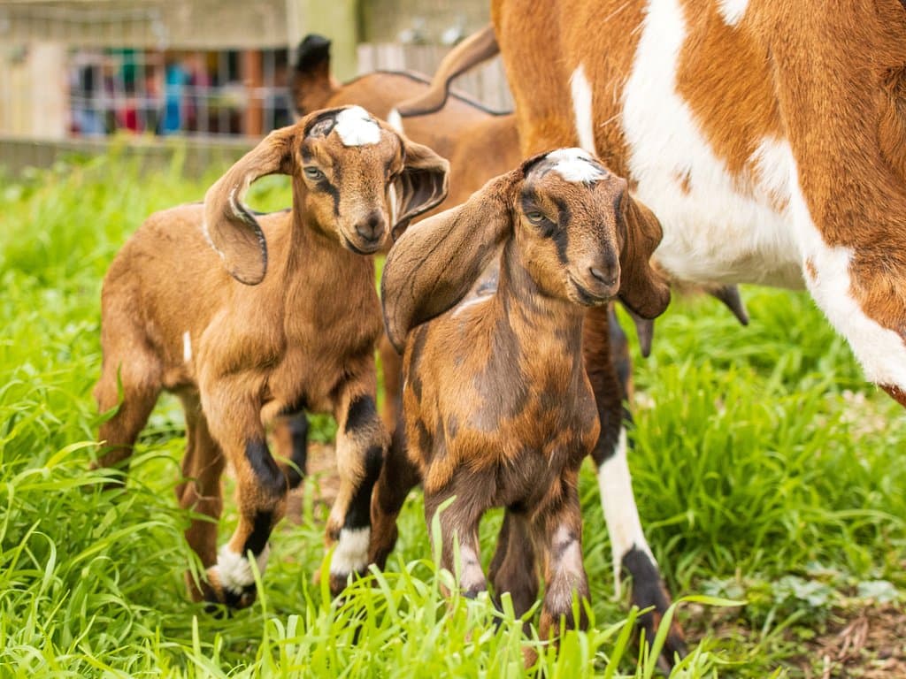 Kid goats frolicking in the paddock!