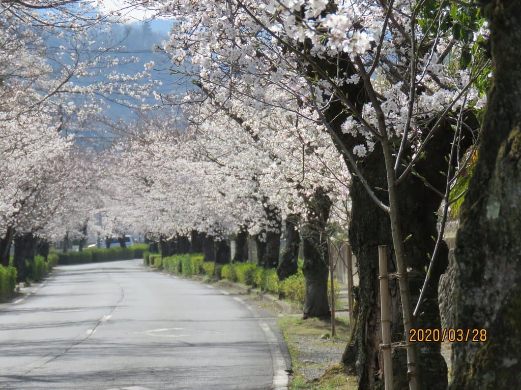 北桜通りの桜
