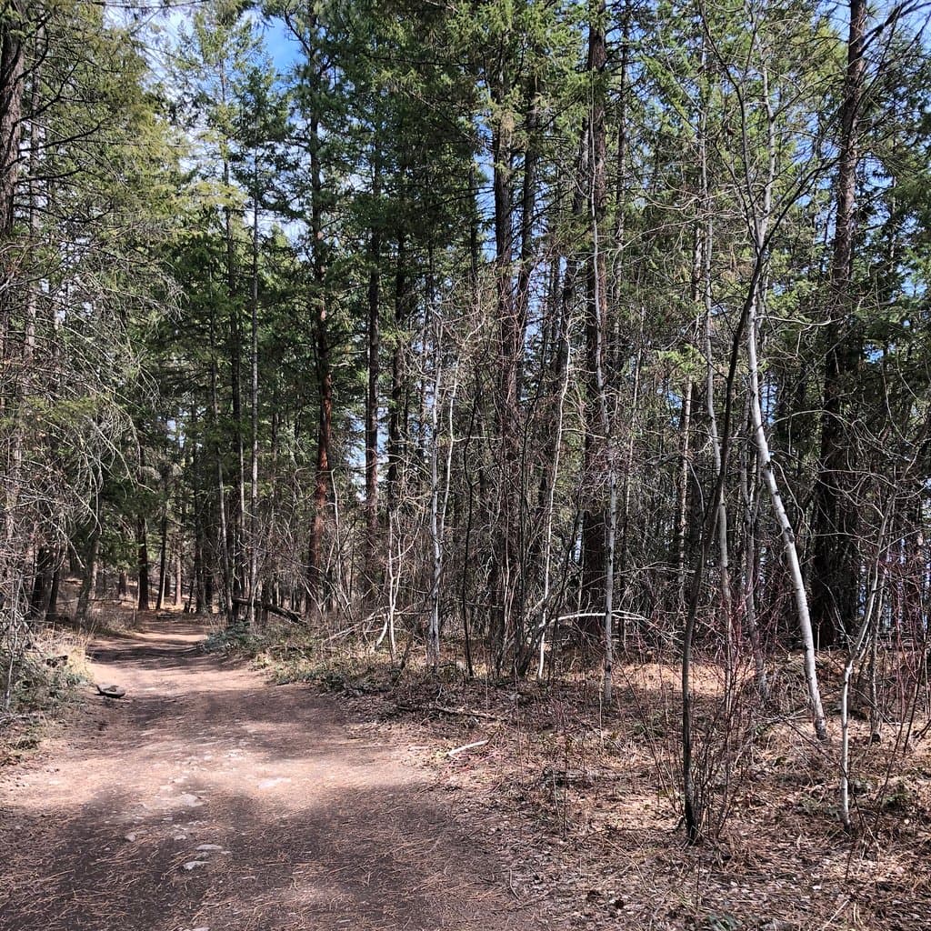 Idyllic pathway in the pines