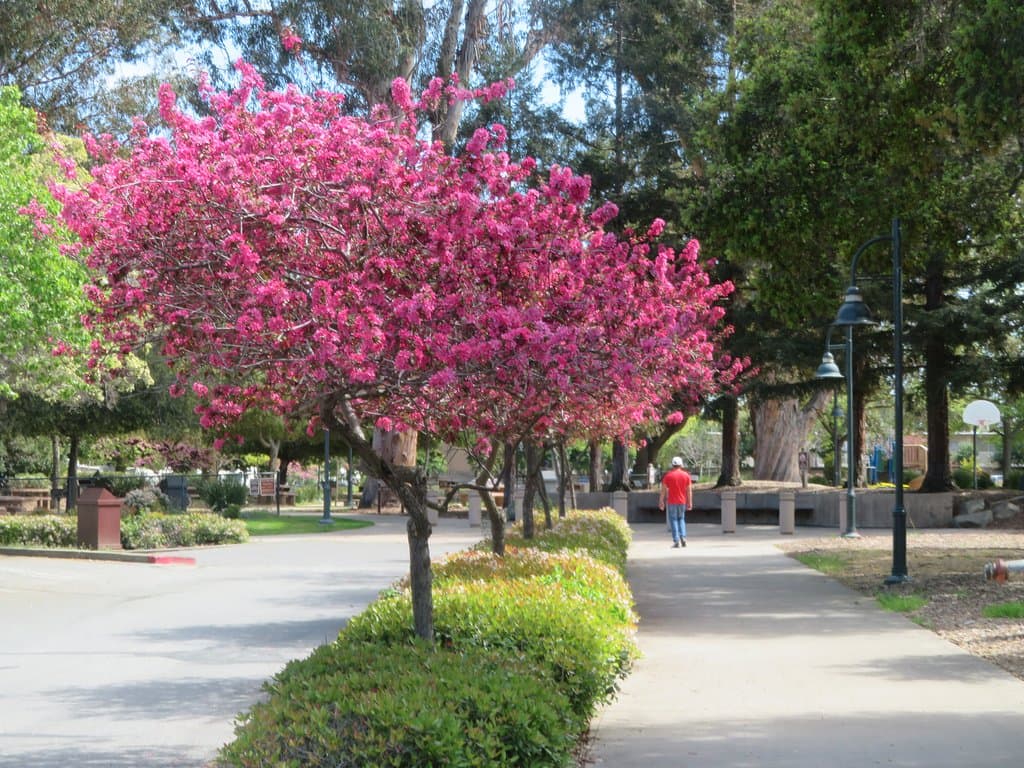 Rengstoff Park and Pool, Mountain View, Ca