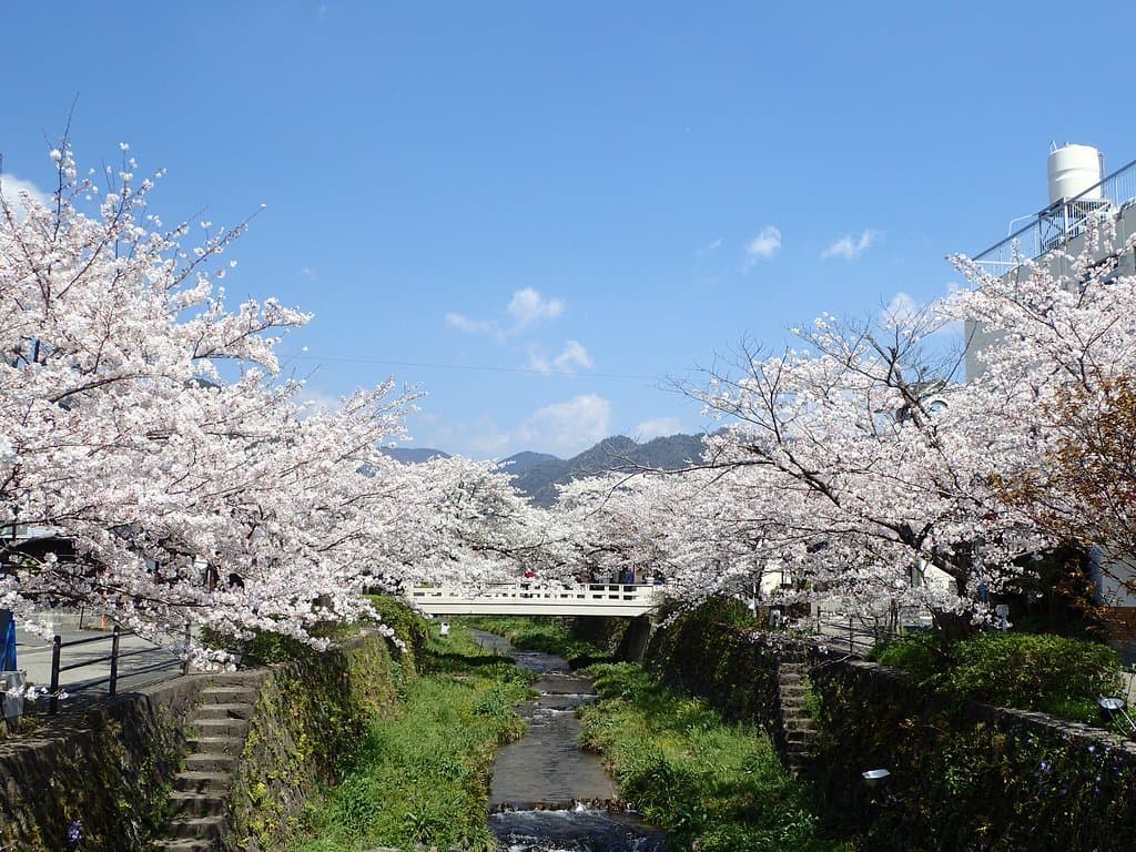 Ichinosaka River Cherry Blossoms