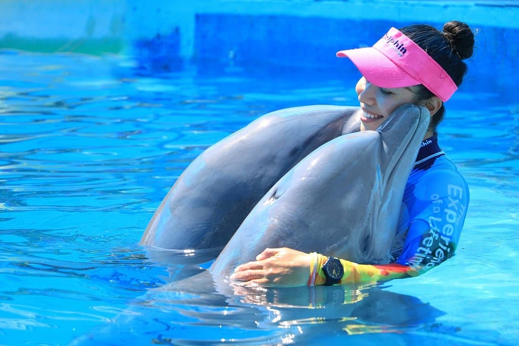 Discover our love for the dolphins