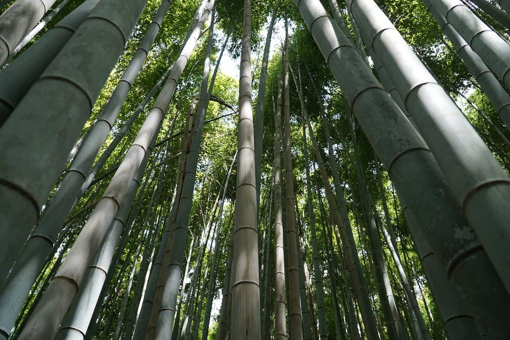 Bamboo Forest Street 