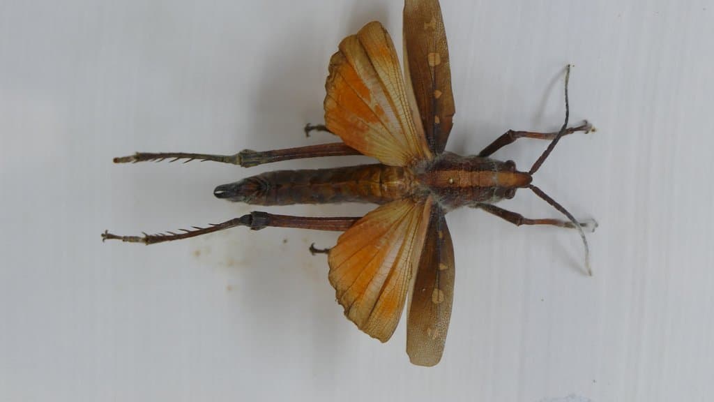 Museo de Historia Natural