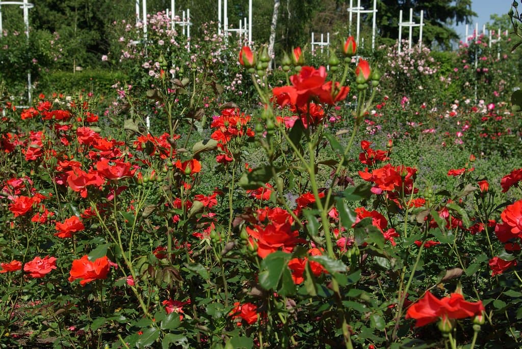 Le rose