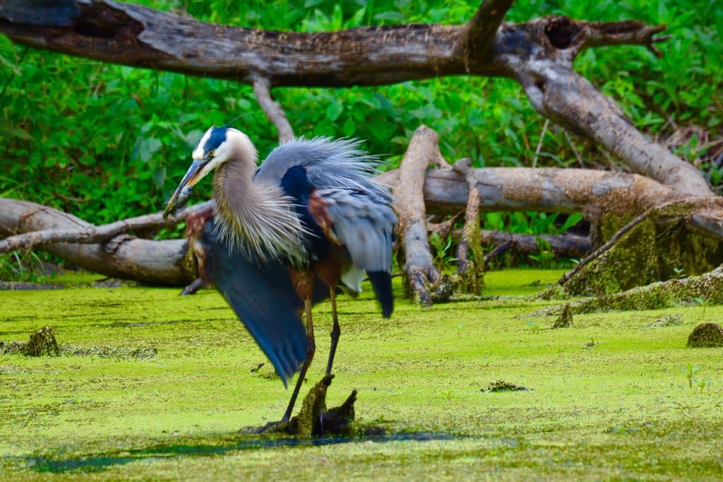Emily Traphagen Park