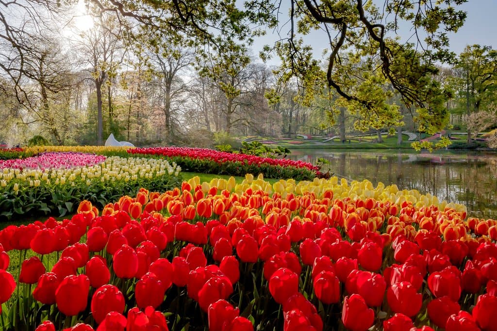 Keukenhof