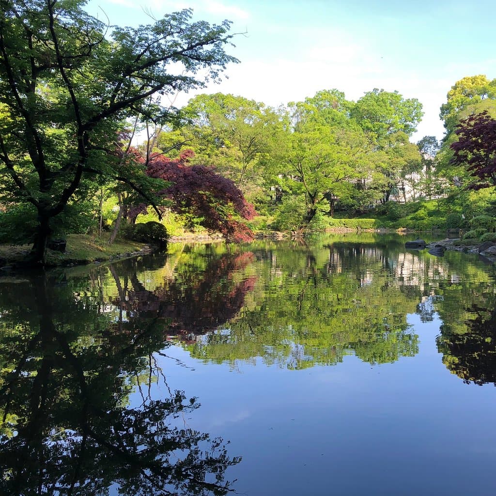 After rain leaves and air become more fresher and clearer. I felt I’m in the different world ✨🍀🍃🌿✨