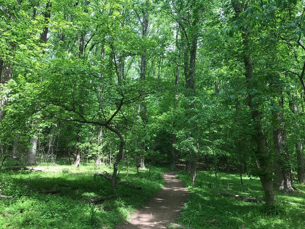 Pleasant woods and trail along the final stretch of the Muddy Branch Greenway Trail