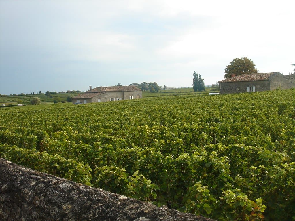 виноградники Кло Фурте