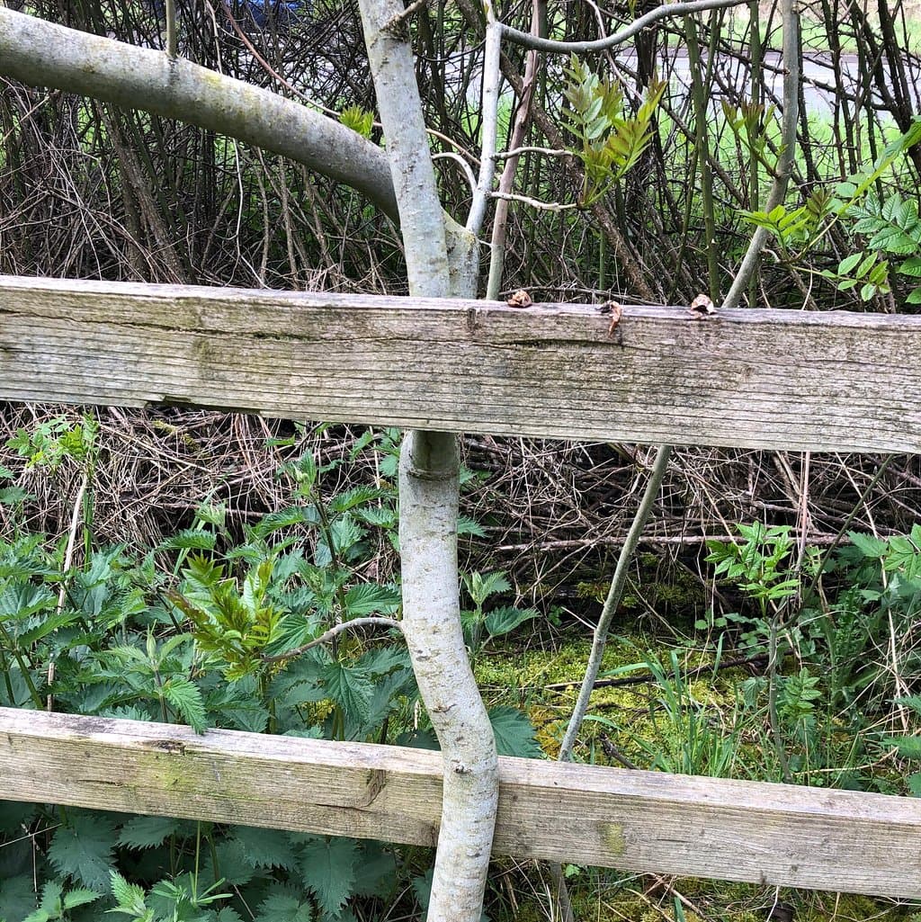 Shire Brook Valley Nature Reserve