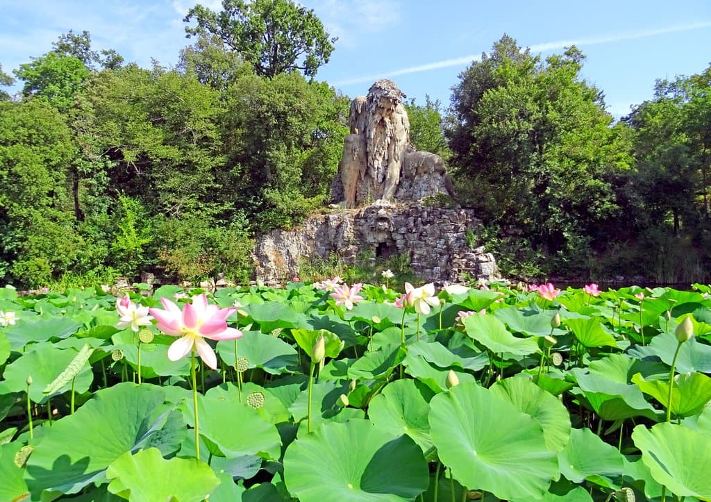 Fioritura del loto
