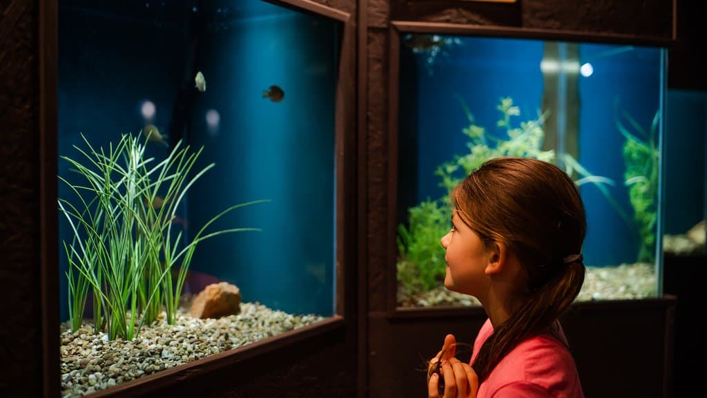 The aquarium has over 90 species of fish, mostly  native to Oklahoma.