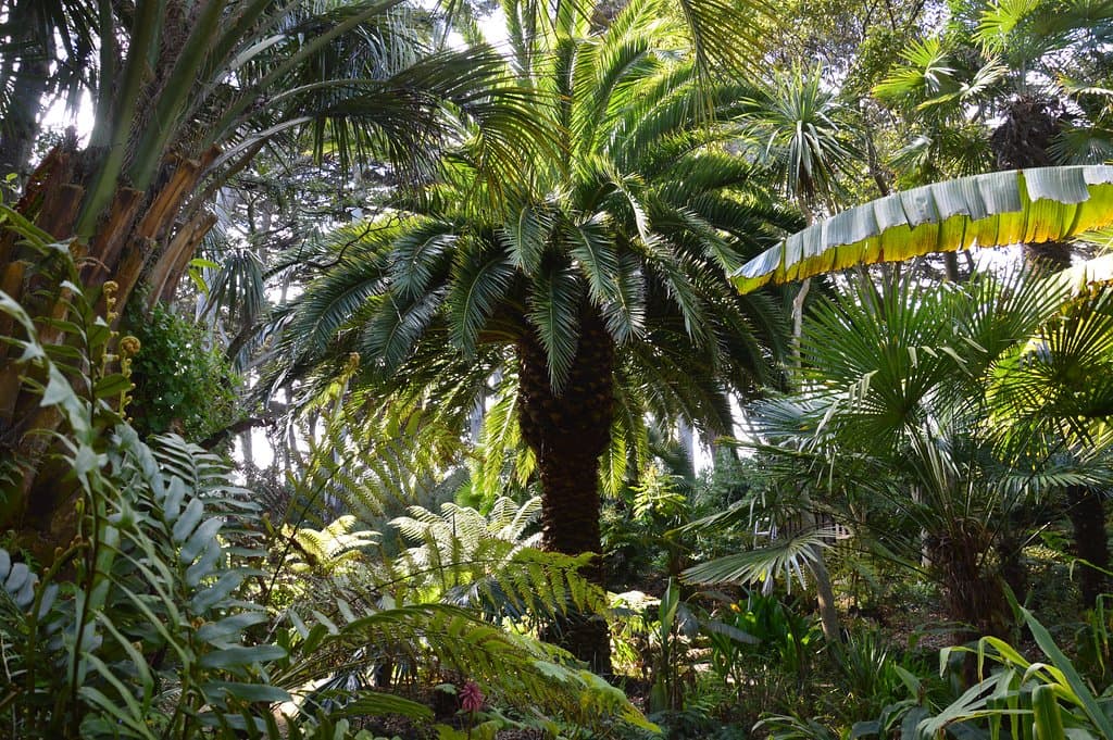 Jardin Georges Delaselle Île de Batz