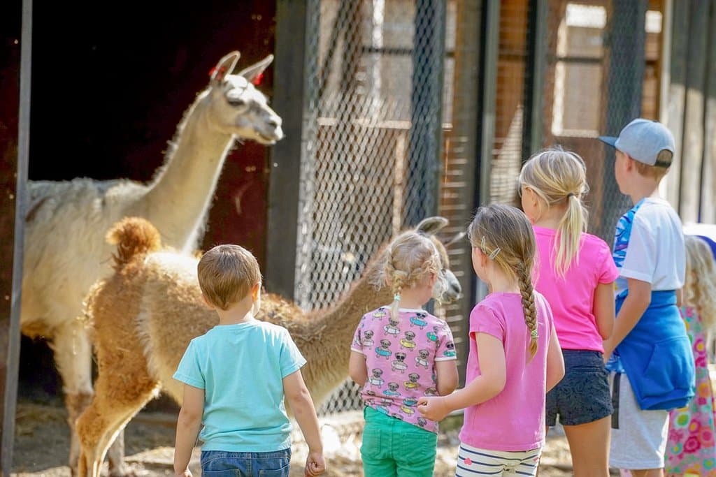 Come close to a lot of different animals