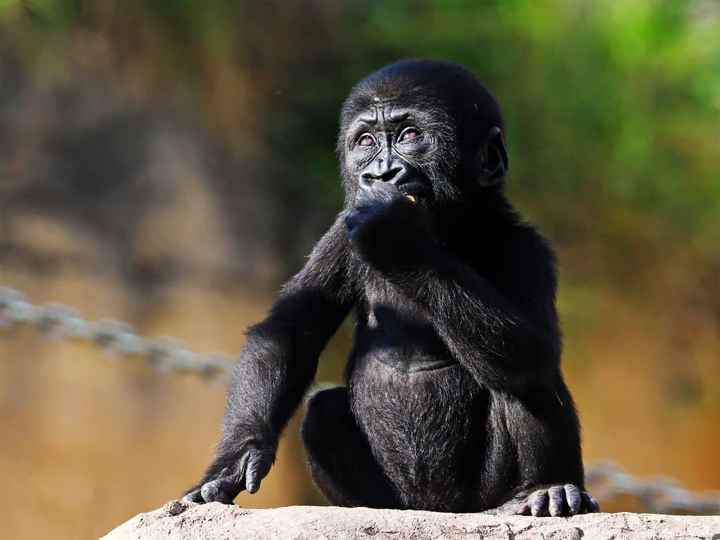 Western lowland gorilla baby
