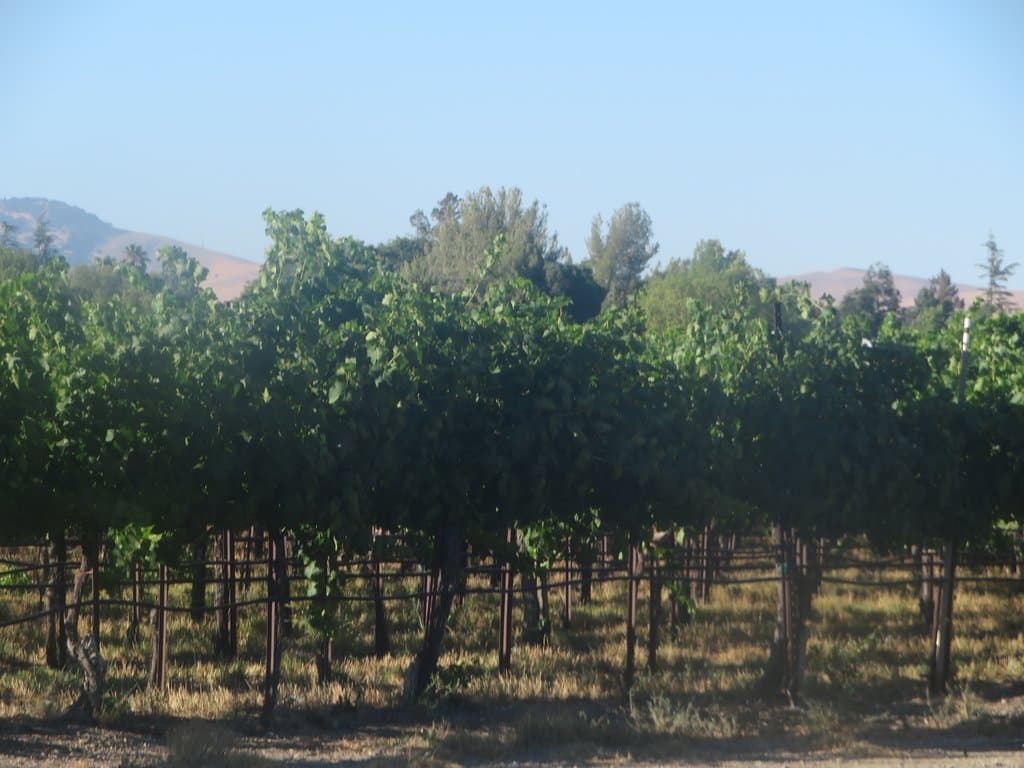 Vineyard, Page Mill Winery, Livermore, CA