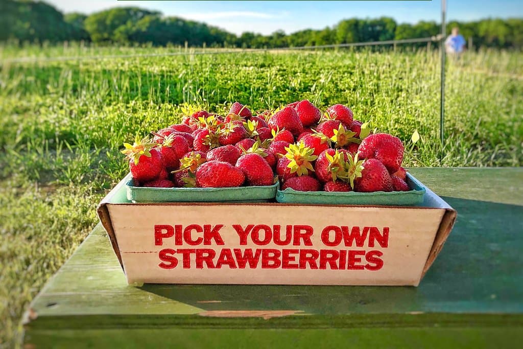 Maxwell's Farm Strawberry Fields