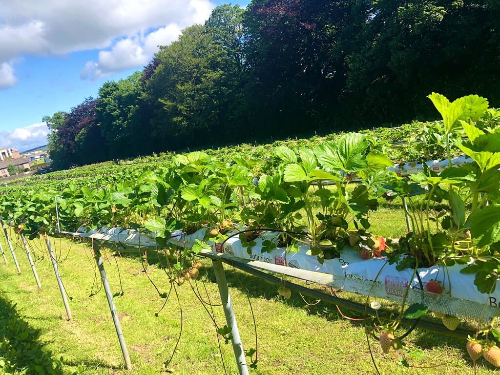 Charleton Fruit Farm