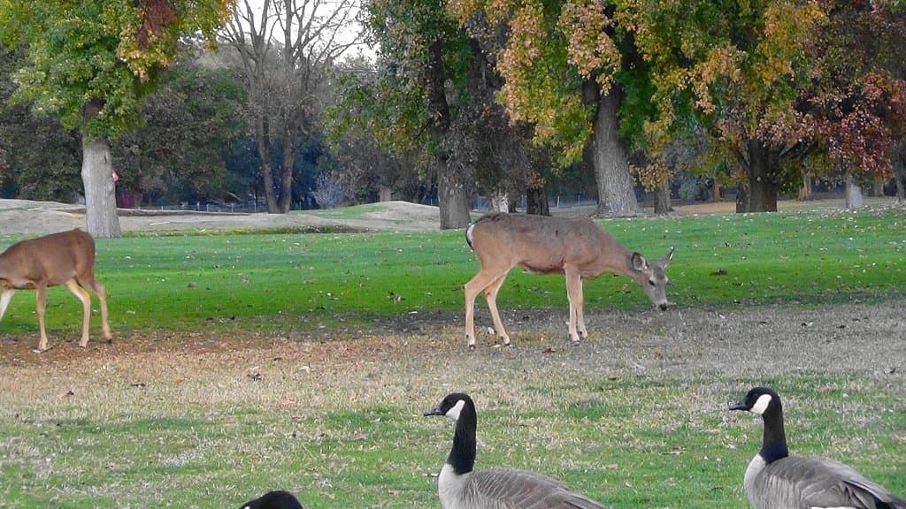 Ancil Hoffman Park
