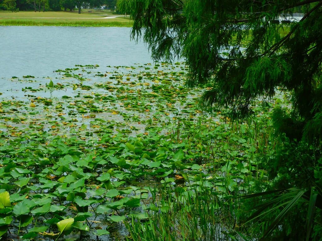 The pond