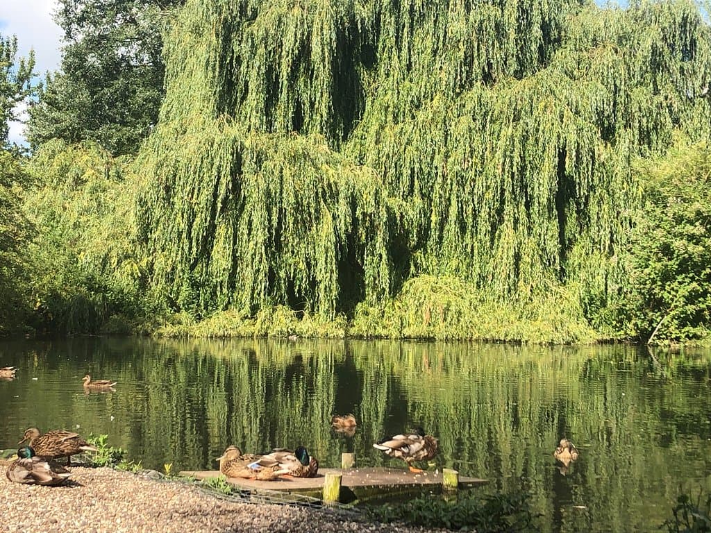 The Duck Pond, between Guithavon Road and Armond Road