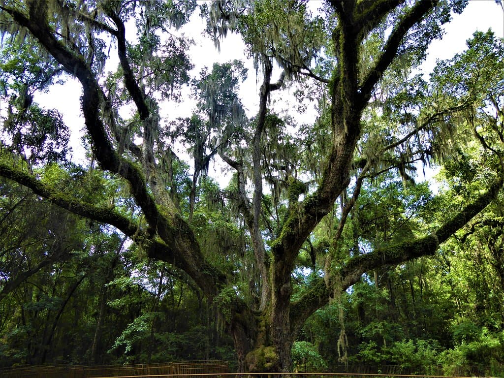 Jackson's Oak, where Andrew Jackson addressed his troops during the War of 1812.