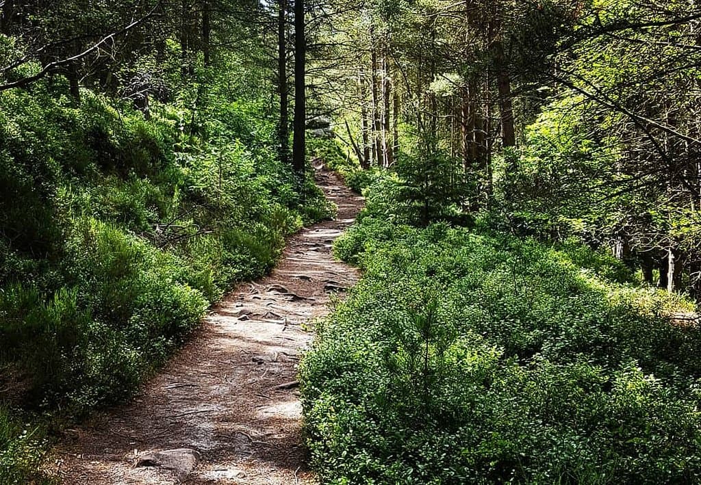 Thrunton Wood