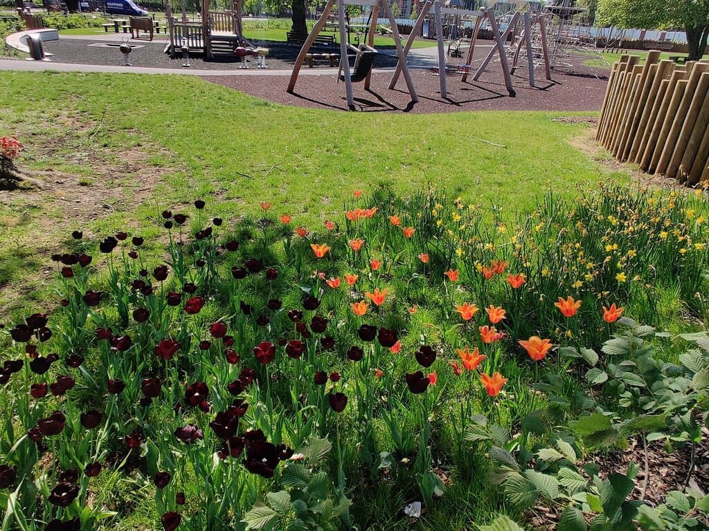 Tulips in Elms Field