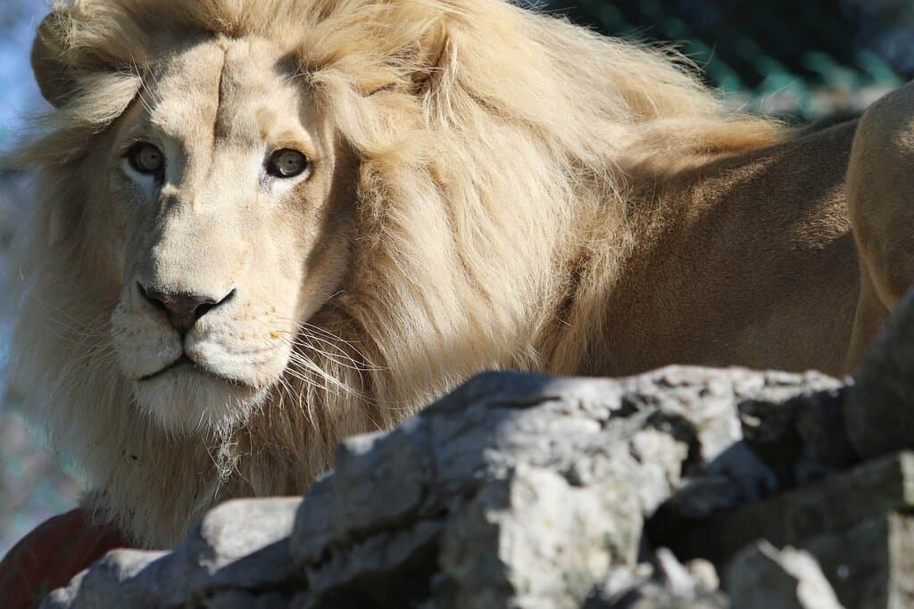 Transvaal lion (Panthera leo krugeri)