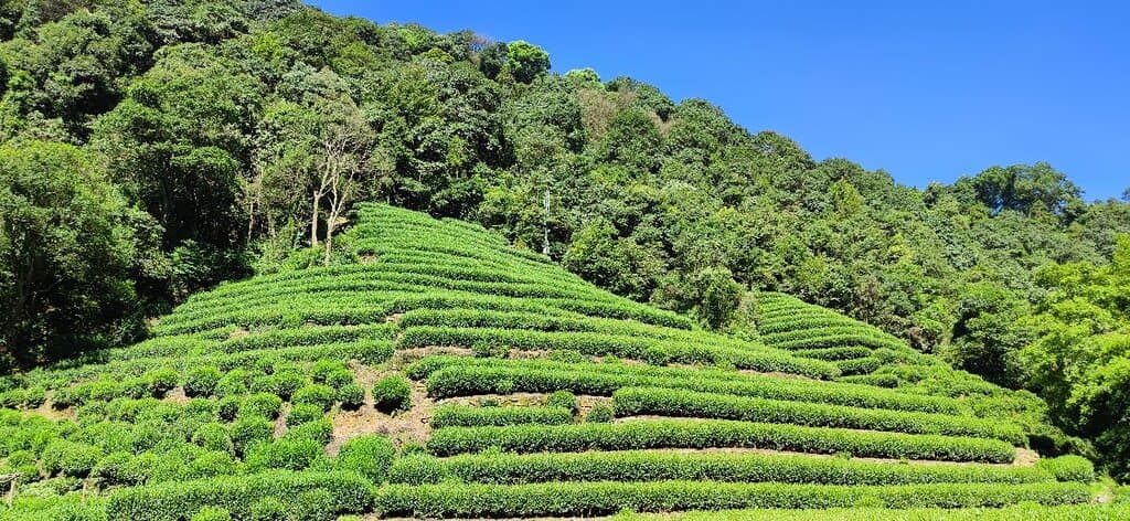 Dragon Well Tea Fields Hangzhou