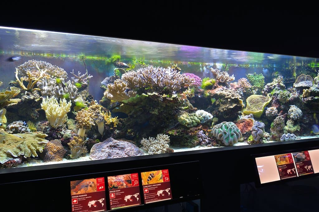 Les récifs coralliens. Le mini récif reconstitué dans l’aquarium évolue au fil du temps et vous aurez quelque chose de nouveau à découvrir à chaque visite.