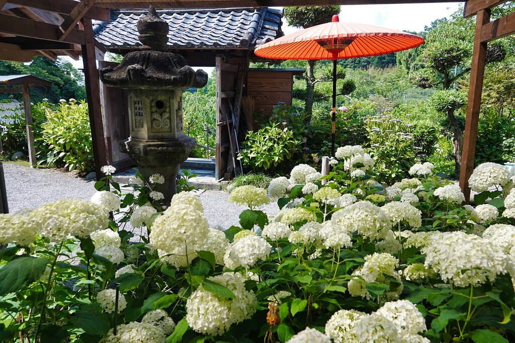 極楽寺：本堂前のアナベル