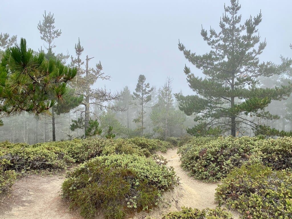 Foggy views from the top of Huckleberry Hill.