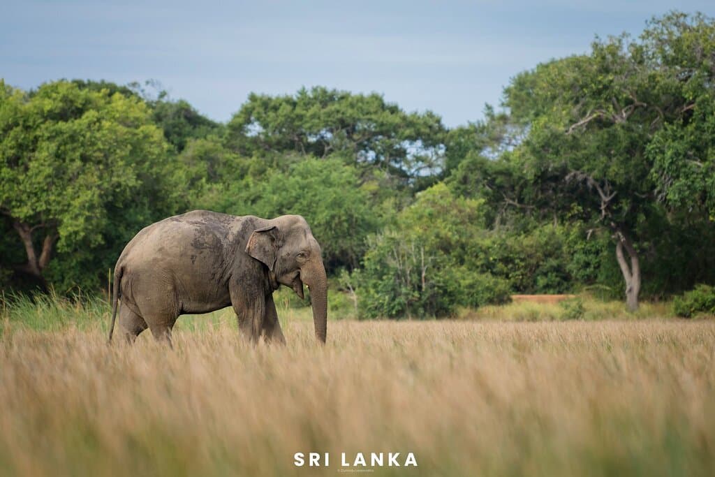 #Elephant # nature # Wild Life # Sri Lanka # Nikon #Nikon photography @300mm f11