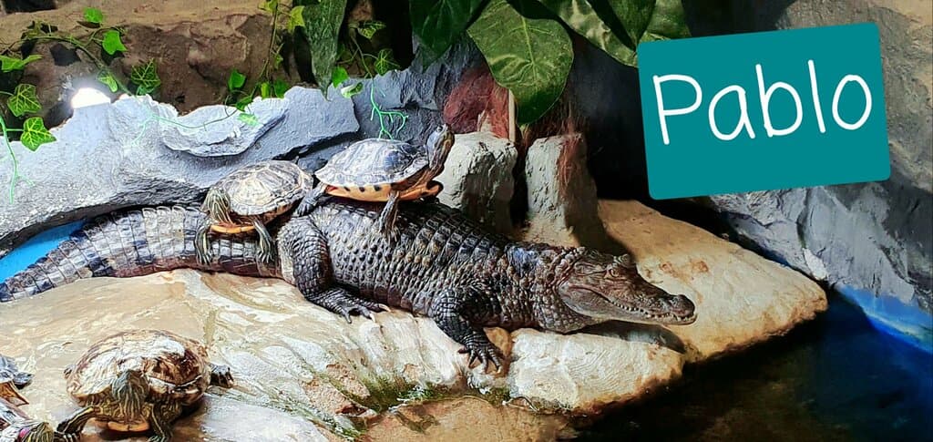 Caiman Pablo