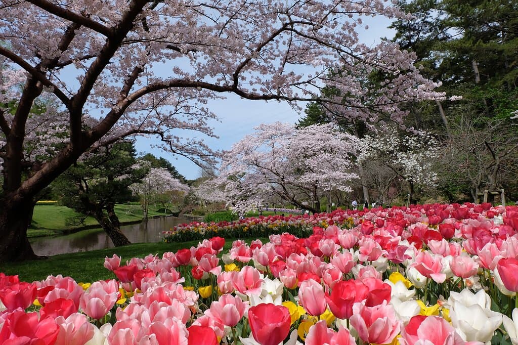 桜とチューリップ（3月下旬～4月上旬）/ Cherry blossoms and tulips (late March-early April)