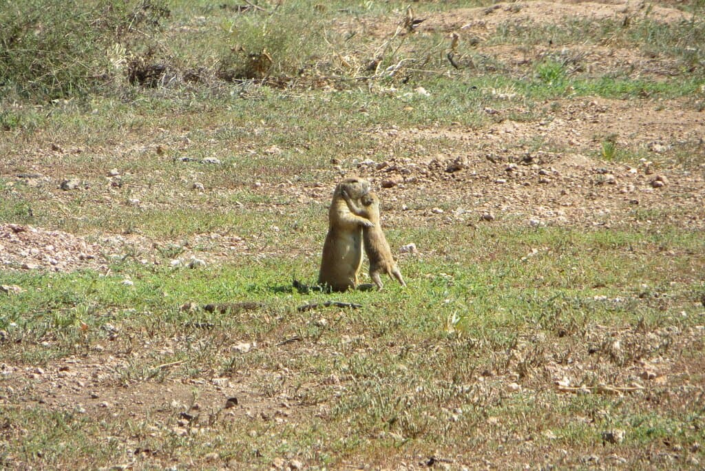 Prairie dog with baby. Red Bud Park, Abilene , TX , August 2020