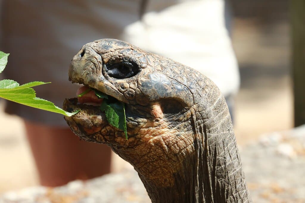 Mâle Tortue géante des Galapagos. A Cupulatta