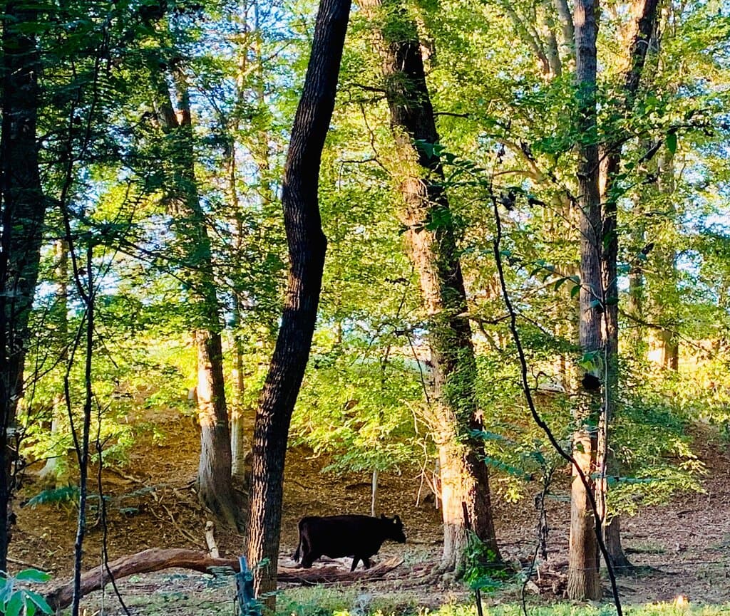 Mazeppa Park